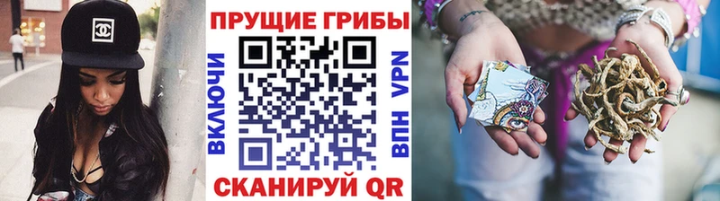Псилоцибиновые грибы прущие грибы  Западная Двина 